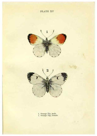 Reproducción/Reproduction 9264523472: Butterflies and moths,. London & Edinburgh,T.C. & E.C. Jack[1910]