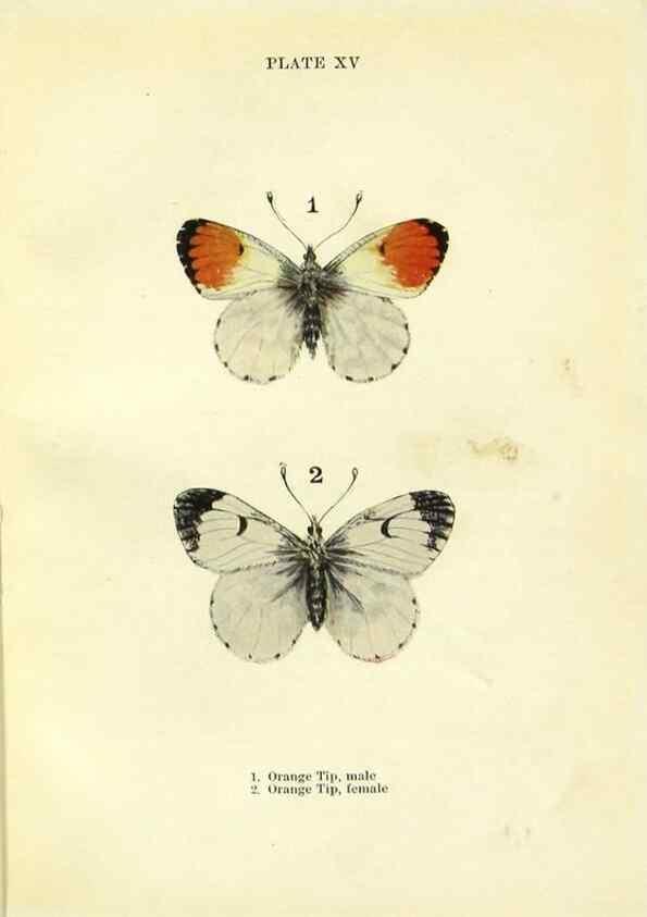 Reproducción/Reproduction 9264523472: Butterflies and moths,. London & Edinburgh,T.C. & E.C. Jack[1910]