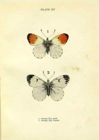 Reproducción/Reproduction 9264523472: Butterflies and moths,. London & Edinburgh,T.C. & E.C. Jack[1910]