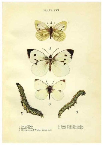 Reproducción/Reproduction 9261748849: Butterflies and moths,. London & Edinburgh,T.C. & E.C. Jack[1910]