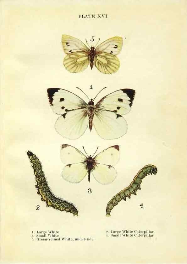 Reproducción/Reproduction 9261748849: Butterflies and moths,. London & Edinburgh,T.C. & E.C. Jack[1910]