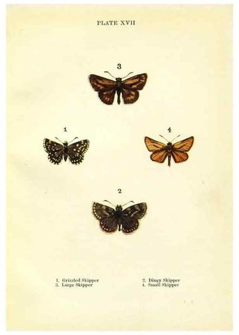 Reproducción/Reproduction 9264524988: Butterflies and moths,. London & Edinburgh,T.C. & E.C. Jack[1910]