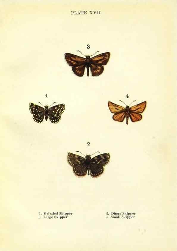 Reproducción/Reproduction 9264524988: Butterflies and moths,. London & Edinburgh,T.C. & E.C. Jack[1910]
