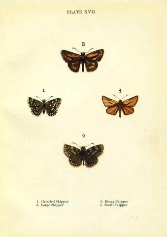 Reproducción/Reproduction 9264524988: Butterflies and moths,. London & Edinburgh,T.C. & E.C. Jack[1910]