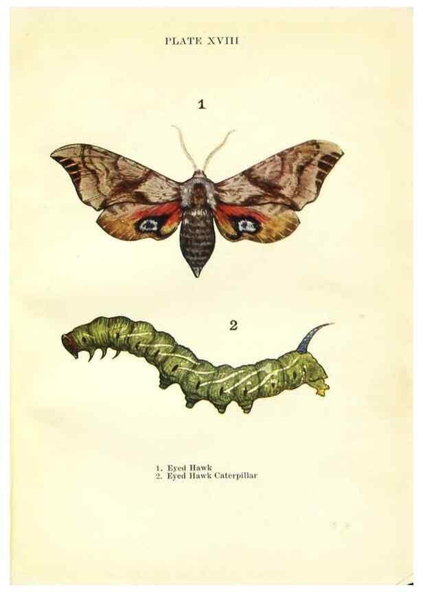 Reproducción/Reproduction 9261750261: Butterflies and moths,. London & Edinburgh,T.C. & E.C. Jack[1910]