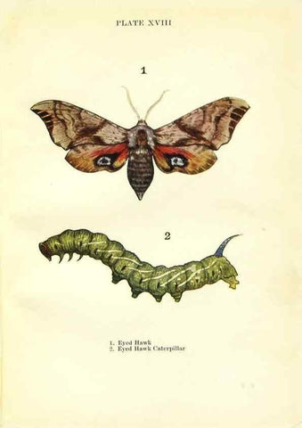 Reproducción/Reproduction 9261750261: Butterflies and moths,. London & Edinburgh,T.C. & E.C. Jack[1910]