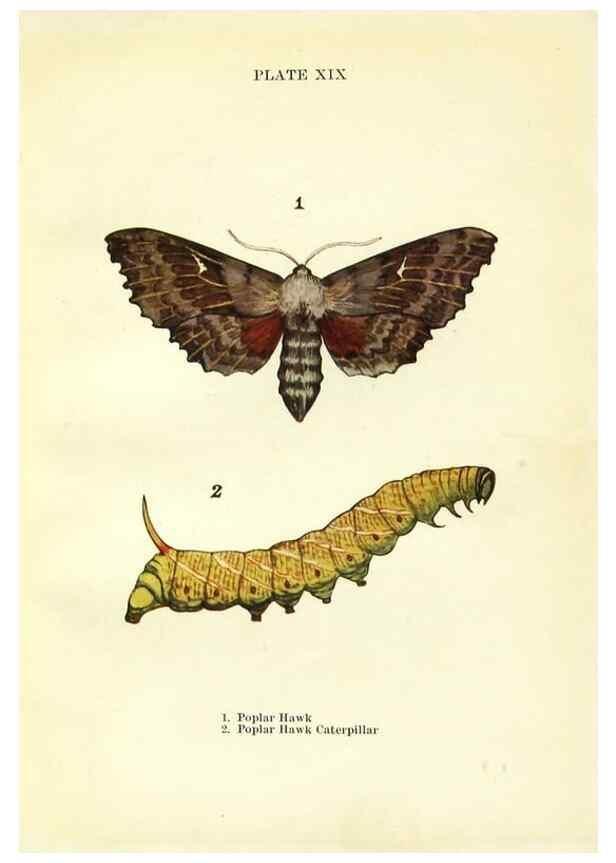 Reproducción/Reproduction 9264526490: Butterflies and moths,. London & Edinburgh,T.C. & E.C. Jack[1910]
