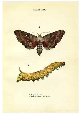 Reproducción/Reproduction 9264526490: Butterflies and moths,. London & Edinburgh,T.C. & E.C. Jack[1910]