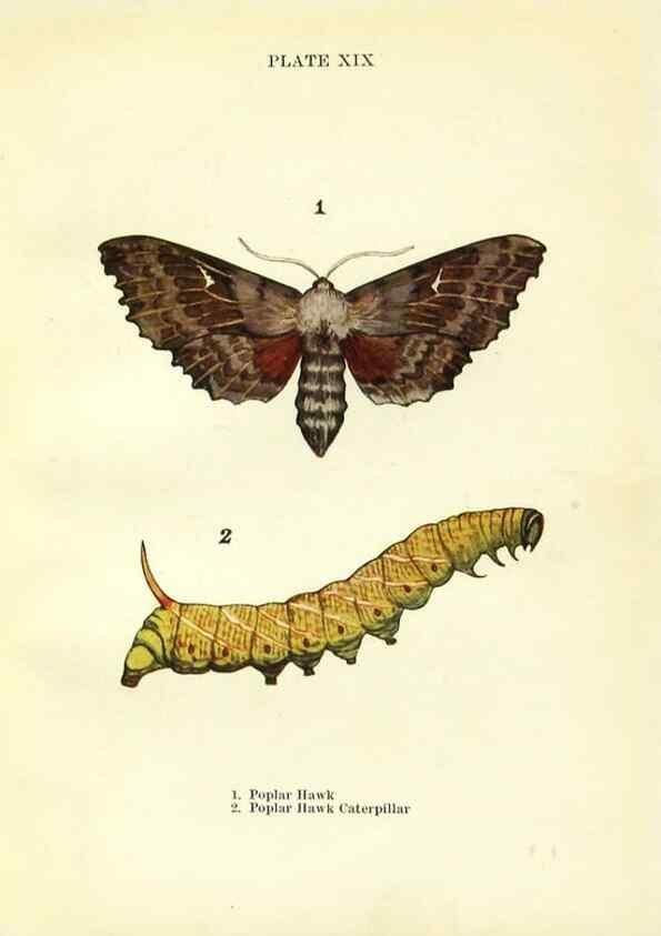 Reproducción/Reproduction 9264526490: Butterflies and moths,. London & Edinburgh,T.C. & E.C. Jack[1910]