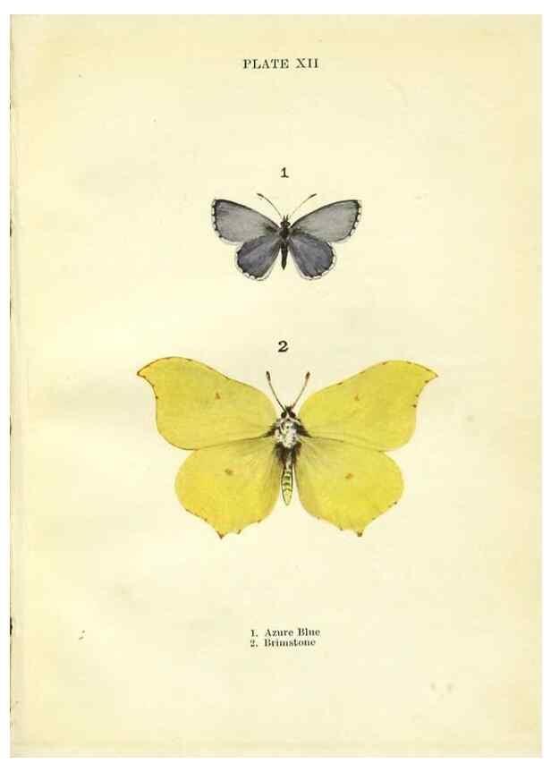 Reproducción/Reproduction 9261745377: Butterflies and moths,. London & Edinburgh,T.C. & E.C. Jack[1910]