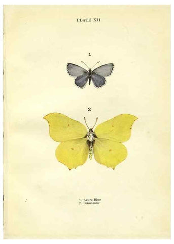 Reproducción/Reproduction 9261745377: Butterflies and moths,. London & Edinburgh,T.C. & E.C. Jack[1910]