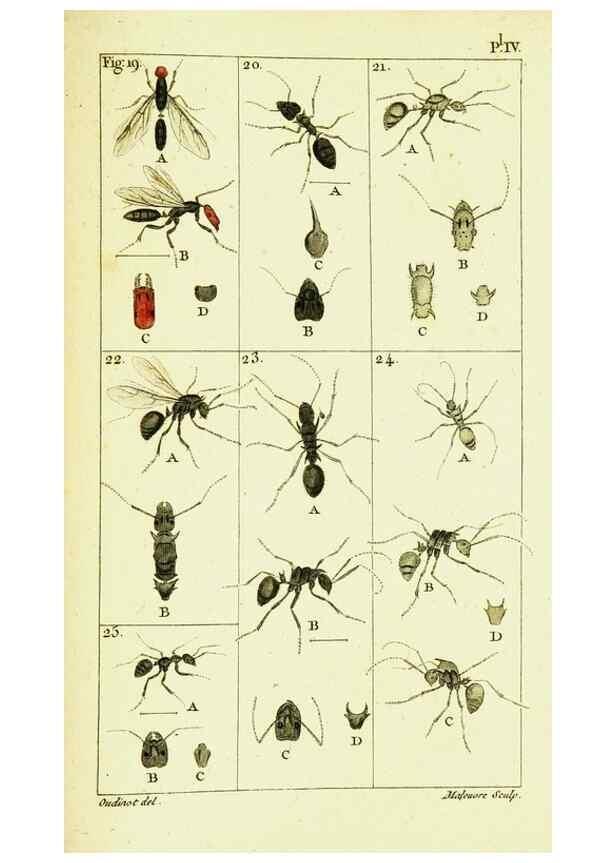 Reproducción/Reproduction 9262888920: Histoire naturelle des fourmis,. Paris,De l'impr. de Crapelet,1802.