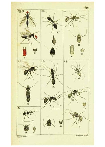 Reproducción/Reproduction 9262888920: Histoire naturelle des fourmis,. Paris,De l'impr. de Crapelet,1802.