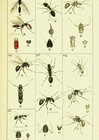 Reproducción/Reproduction 9262888920: Histoire naturelle des fourmis,. Paris,De l'impr. de Crapelet,1802.