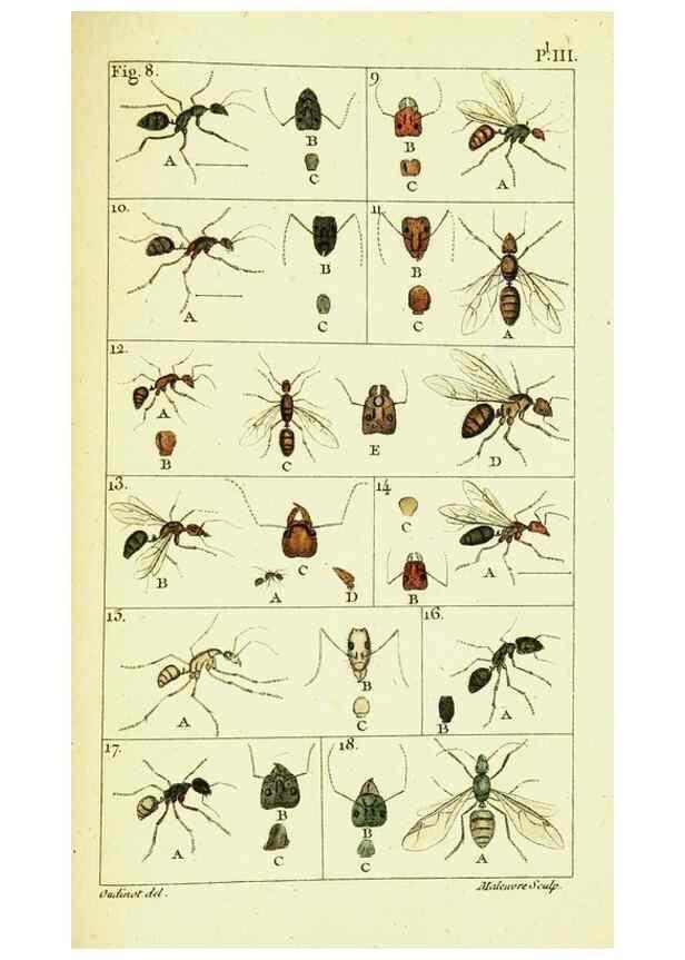 Reproducción/Reproduction 9262887620: Histoire naturelle des fourmis,. Paris,De l'impr. de Crapelet,1802.
