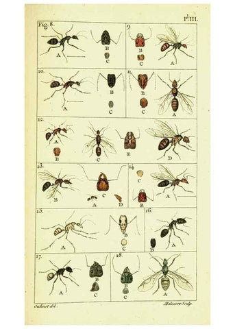Reproducción/Reproduction 9262887620: Histoire naturelle des fourmis,. Paris,De l'impr. de Crapelet,1802.