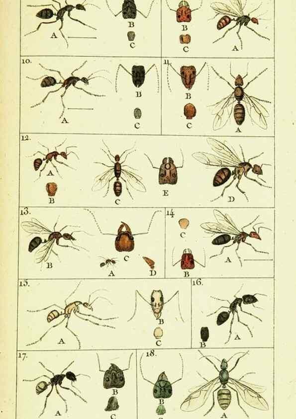 Reproducción/Reproduction 9262887620: Histoire naturelle des fourmis,. Paris,De l'impr. de Crapelet,1802.