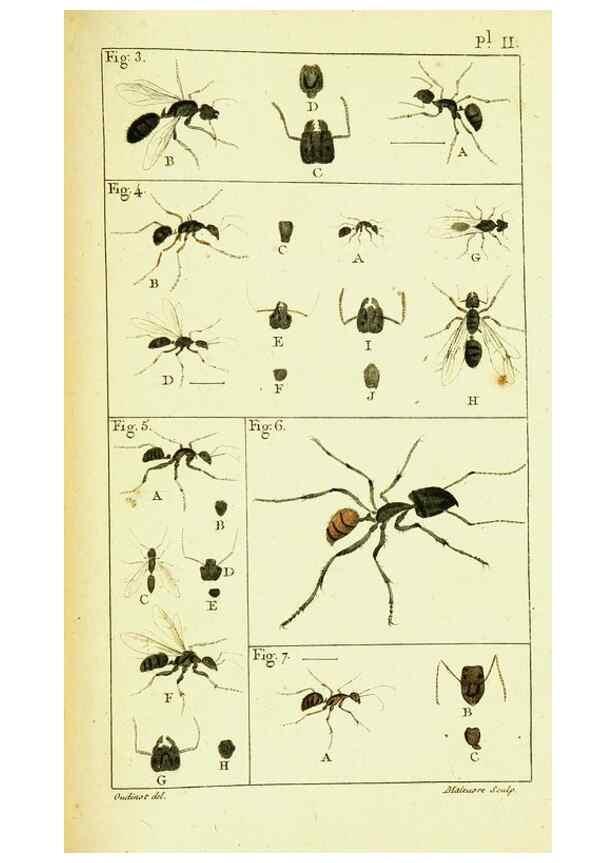 Reproducción/Reproduction 9260107699: Histoire naturelle des fourmis,. Paris,De l'impr. de Crapelet,1802.