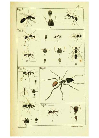 Reproducción/Reproduction 9260107699: Histoire naturelle des fourmis,. Paris,De l'impr. de Crapelet,1802.