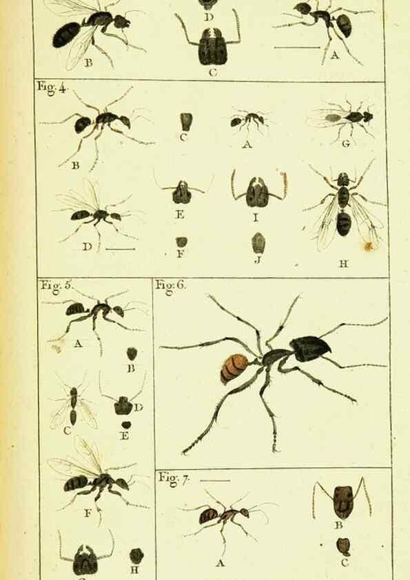 Reproducción/Reproduction 9260107699: Histoire naturelle des fourmis,. Paris,De l'impr. de Crapelet,1802.