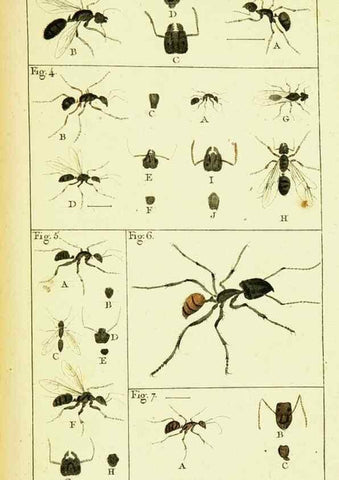Reproducción/Reproduction 9260107699: Histoire naturelle des fourmis,. Paris,De l'impr. de Crapelet,1802.
