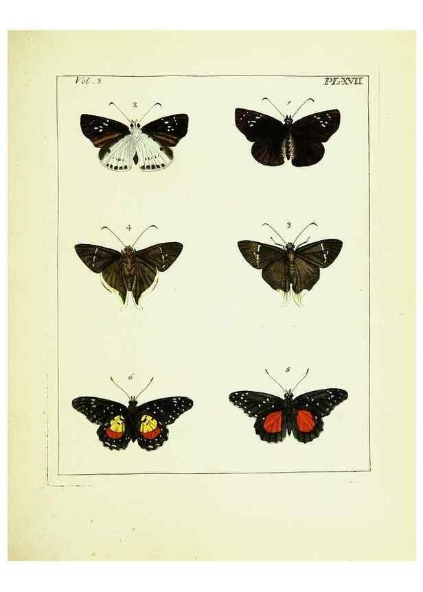 Reproducción/Reproduction 9245841549: Illustrations of natural history.. London,Printed for the author and sold by B. White,1770-82.