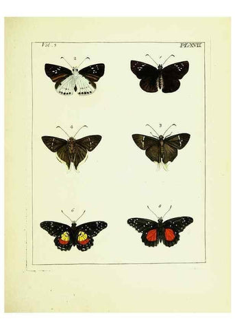 Reproducción/Reproduction 9245841549: Illustrations of natural history.. London,Printed for the author and sold by B. White,1770-82.