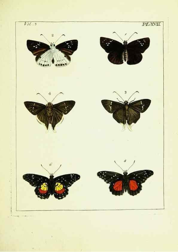 Reproducción/Reproduction 9245841549: Illustrations of natural history.. London,Printed for the author and sold by B. White,1770-82.