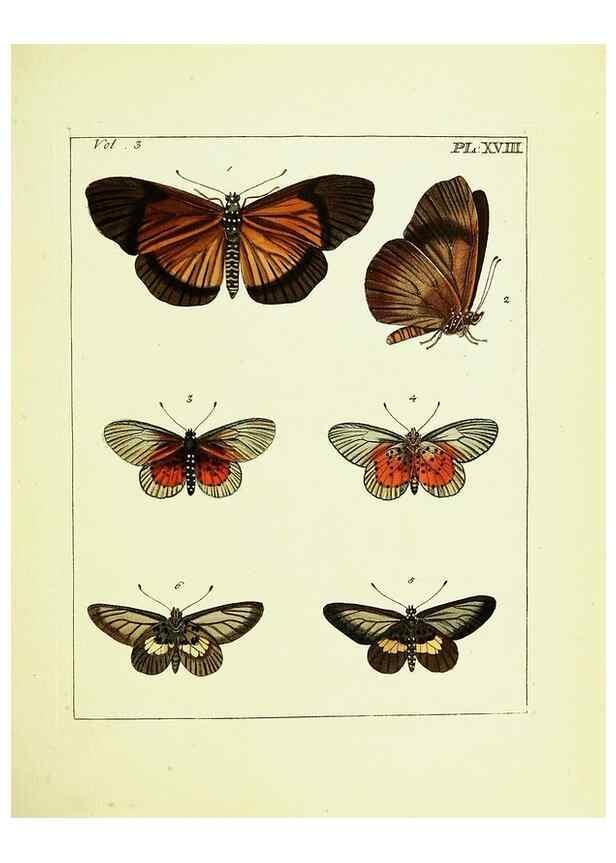Reproducción/Reproduction 9245842599: Illustrations of natural history.. London,Printed for the author and sold by B. White,1770-82.
