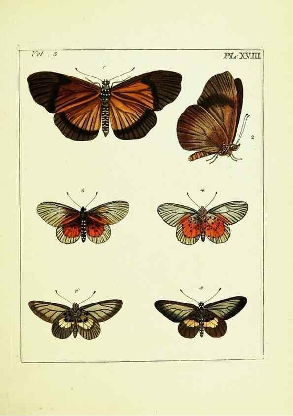 Reproducción/Reproduction 9245842599: Illustrations of natural history.. London,Printed for the author and sold by B. White,1770-82.