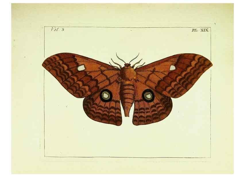 Reproducción/Reproduction 9248624694: Illustrations of natural history.. London,Printed for the author and sold by B. White,1770-82.