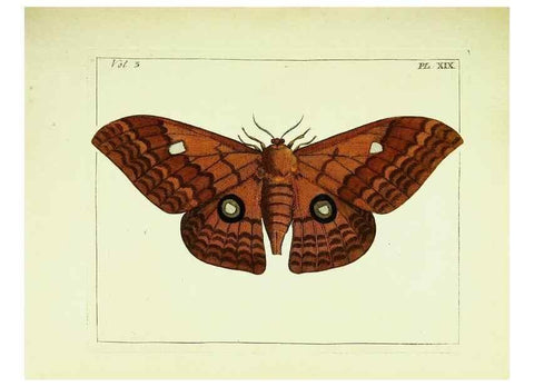 Reproducción/Reproduction 9248624694: Illustrations of natural history.. London,Printed for the author and sold by B. White,1770-82.