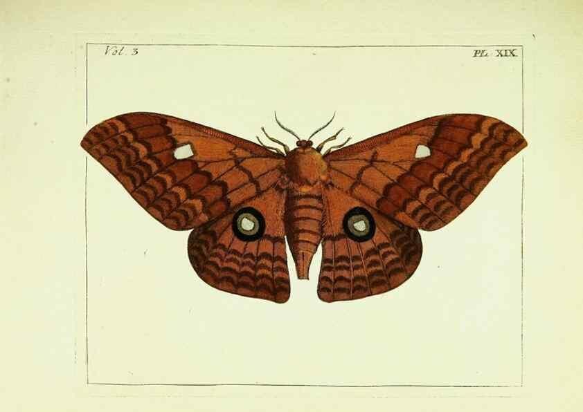 Reproducción/Reproduction 9248624694: Illustrations of natural history.. London,Printed for the author and sold by B. White,1770-82.