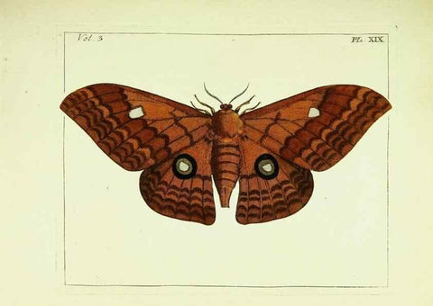 Reproducción/Reproduction 9248624694: Illustrations of natural history.. London,Printed for the author and sold by B. White,1770-82.