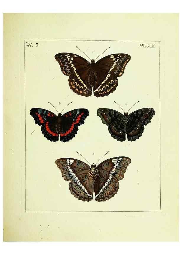 Reproducción/Reproduction 9248625894: Illustrations of natural history.. London,Printed for the author and sold by B. White,1770-82.