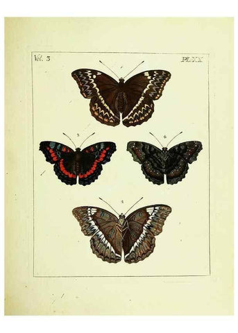 Reproducción/Reproduction 9248625894: Illustrations of natural history.. London,Printed for the author and sold by B. White,1770-82.