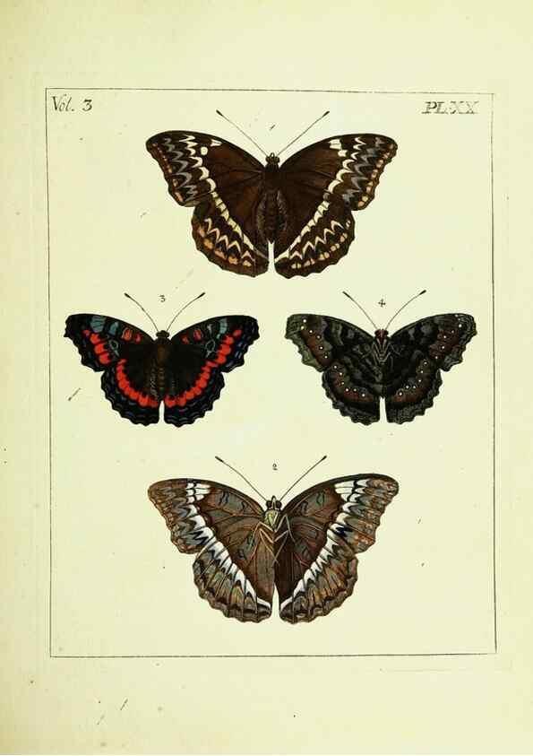 Reproducción/Reproduction 9248625894: Illustrations of natural history.. London,Printed for the author and sold by B. White,1770-82.
