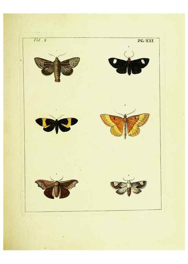 Reproducción/Reproduction 9245845549: Illustrations of natural history.. London,Printed for the author and sold by B. White,1770-82.