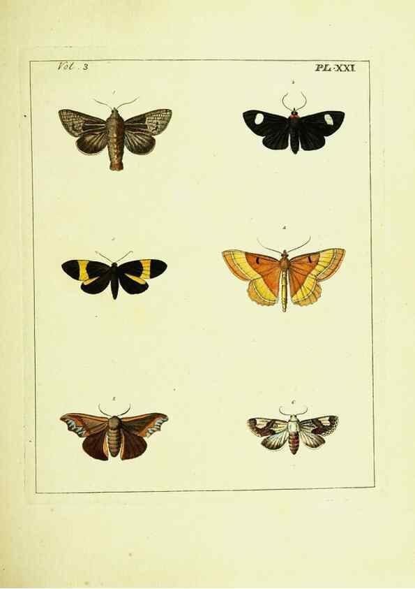 Reproducción/Reproduction 9245845549: Illustrations of natural history.. London,Printed for the author and sold by B. White,1770-82.