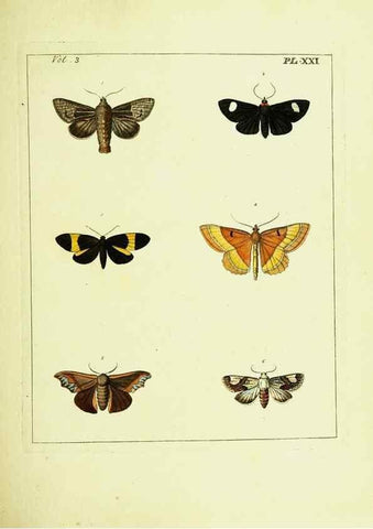 Reproducción/Reproduction 9245845549: Illustrations of natural history.. London,Printed for the author and sold by B. White,1770-82.
