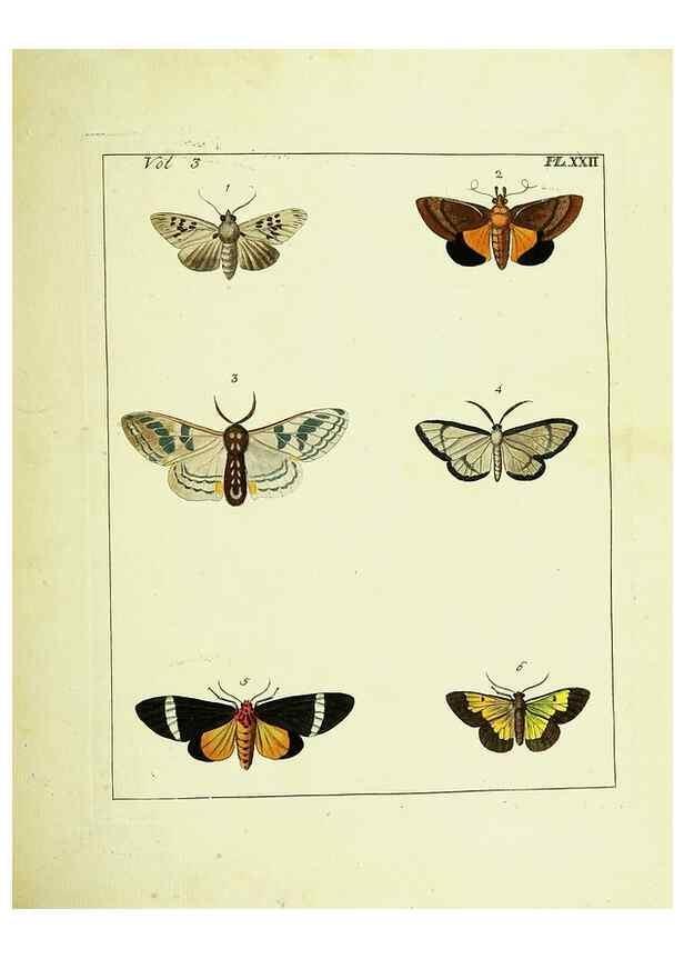Reproducción/Reproduction 9245846367: Illustrations of natural history.. London,Printed for the author and sold by B. White,1770-82.