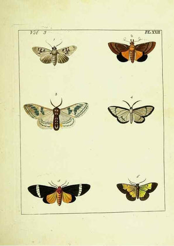 Reproducción/Reproduction 9245846367: Illustrations of natural history.. London,Printed for the author and sold by B. White,1770-82.