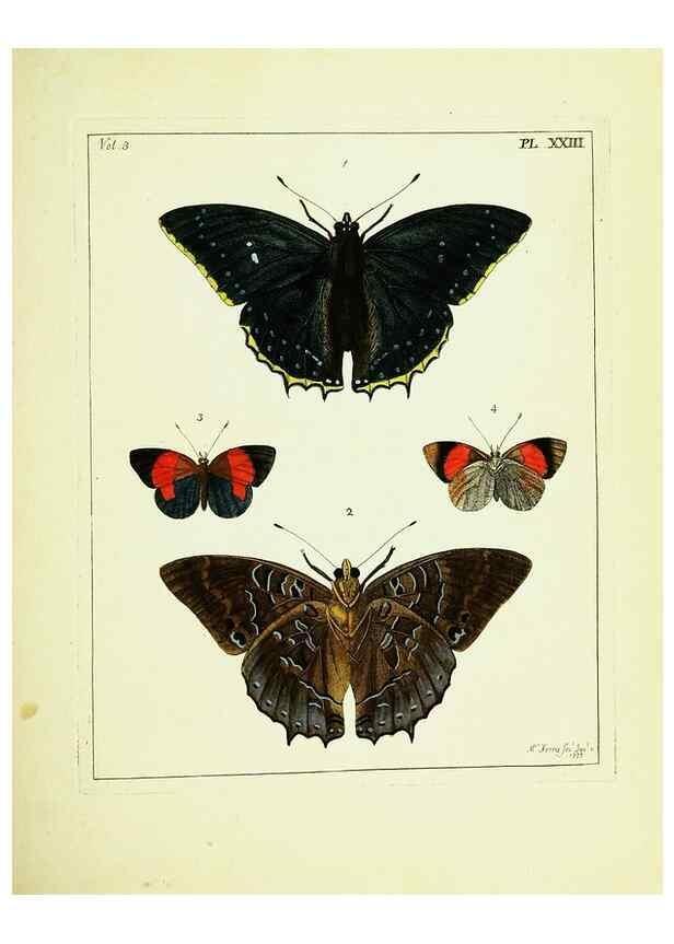 Reproducción/Reproduction 9245847263: Illustrations of natural history.. London,Printed for the author and sold by B. White,1770-82.