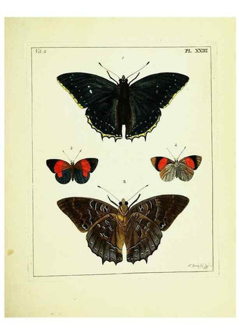 Reproducción/Reproduction 9245847263: Illustrations of natural history.. London,Printed for the author and sold by B. White,1770-82.