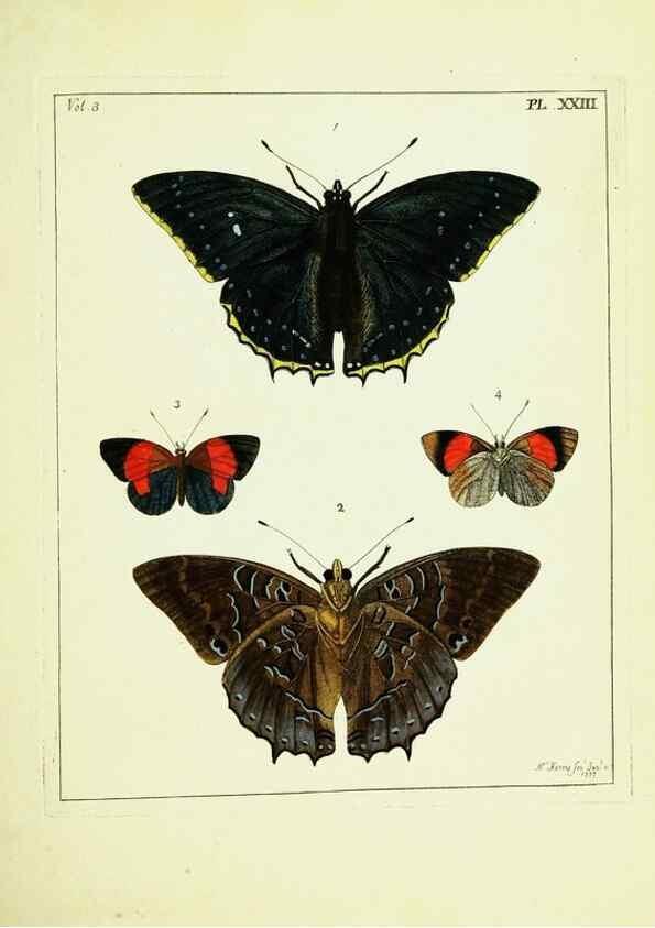 Reproducción/Reproduction 9245847263: Illustrations of natural history.. London,Printed for the author and sold by B. White,1770-82.