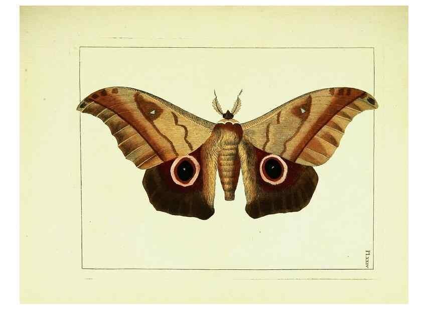 Reproducción/Reproduction 9248629394: Illustrations of natural history.. London,Printed for the author and sold by B. White,1770-82.