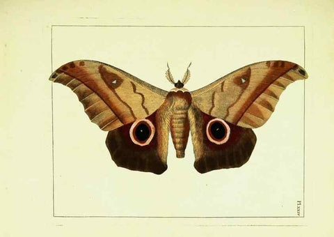 Reproducción/Reproduction 9248629394: Illustrations of natural history.. London,Printed for the author and sold by B. White,1770-82.