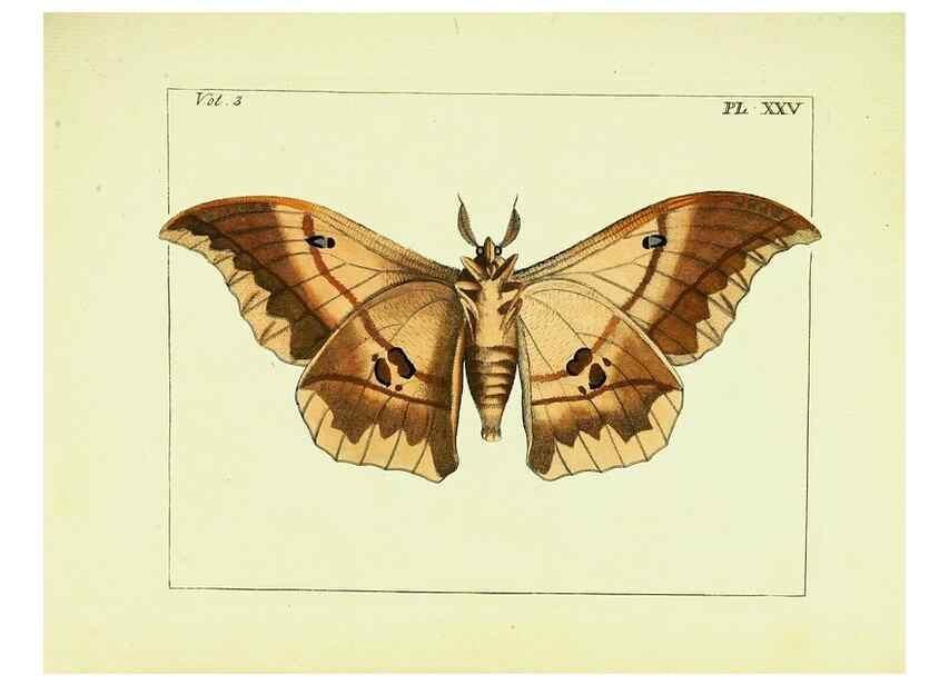 Reproducción/Reproduction 9245849017: Illustrations of natural history.. London,Printed for the author and sold by B. White,1770-82.