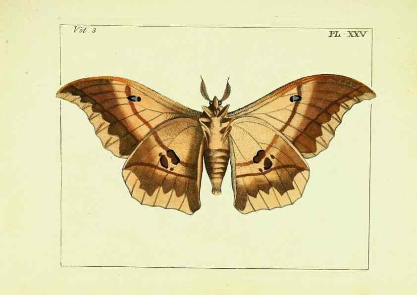 Reproducción/Reproduction 9245849017: Illustrations of natural history.. London,Printed for the author and sold by B. White,1770-82.