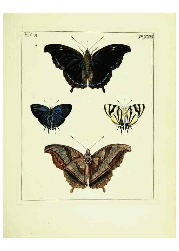 Reproducción/Reproduction 9248631130: Illustrations of natural history.. London,Printed for the author and sold by B. White,1770-82.
